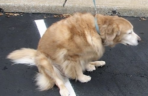 這是肛門腺阻塞的徵兆！