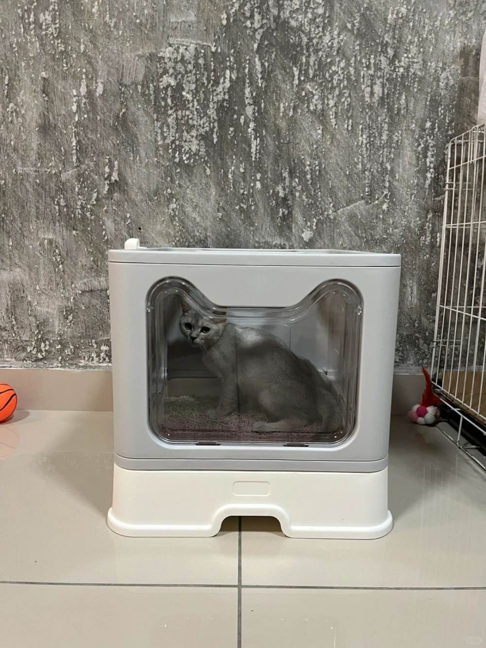 氣味容易積聚在貓砂盆裡導致貓咪不舒適。