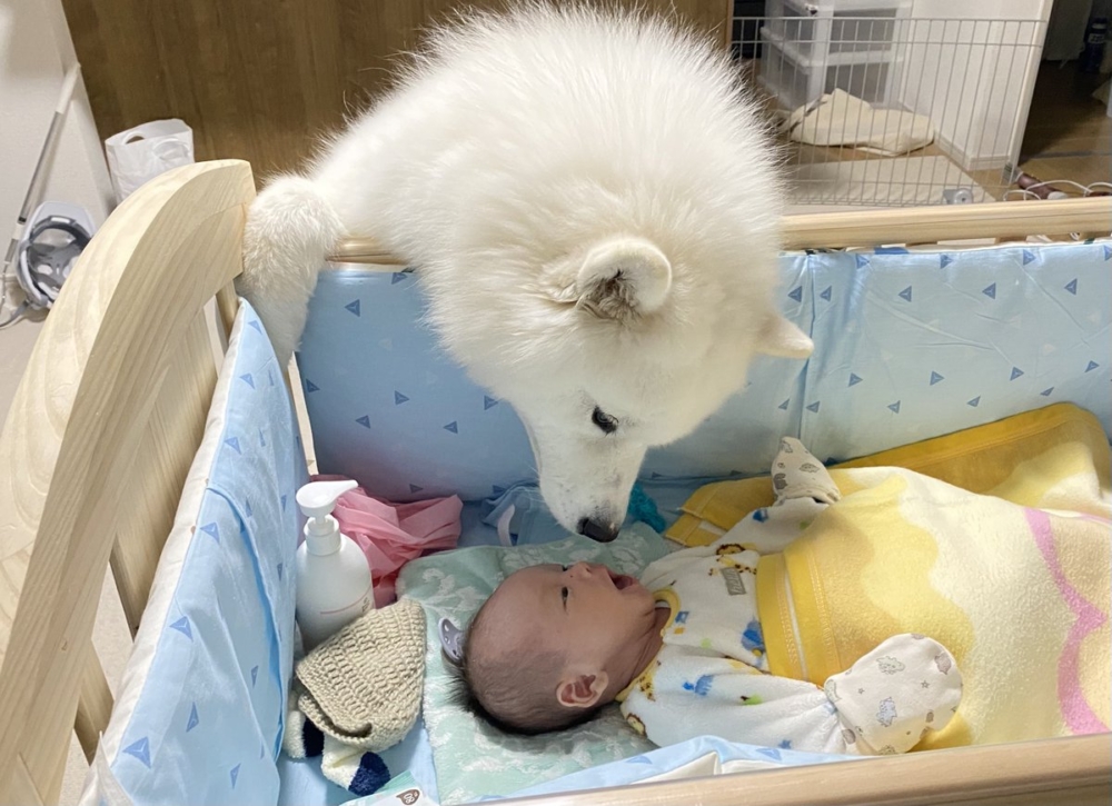 小哈庫看起來在聆聽寶寶說的話。