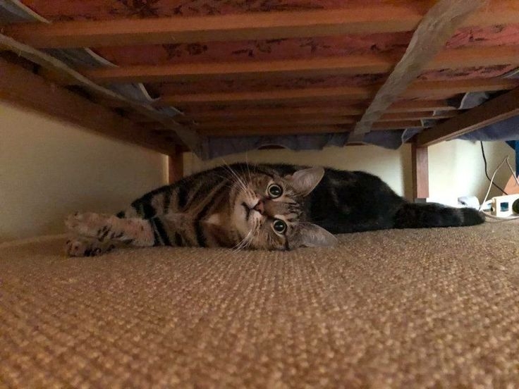 生氣了也會躲在床底喔～