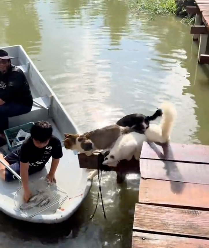 貓咪迫不及待想吃魚了。