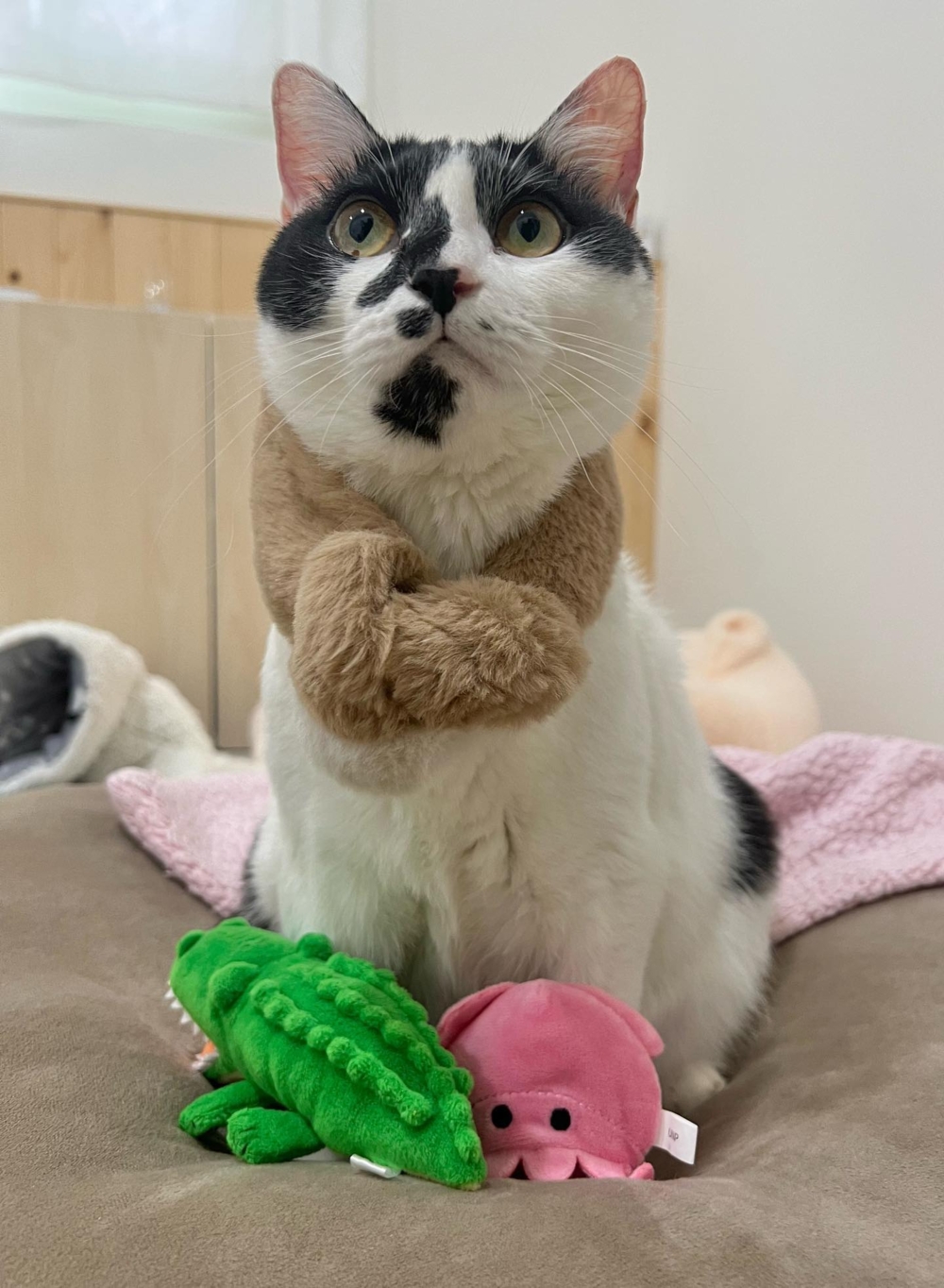 飼主一早醒來就有禮物接收了～