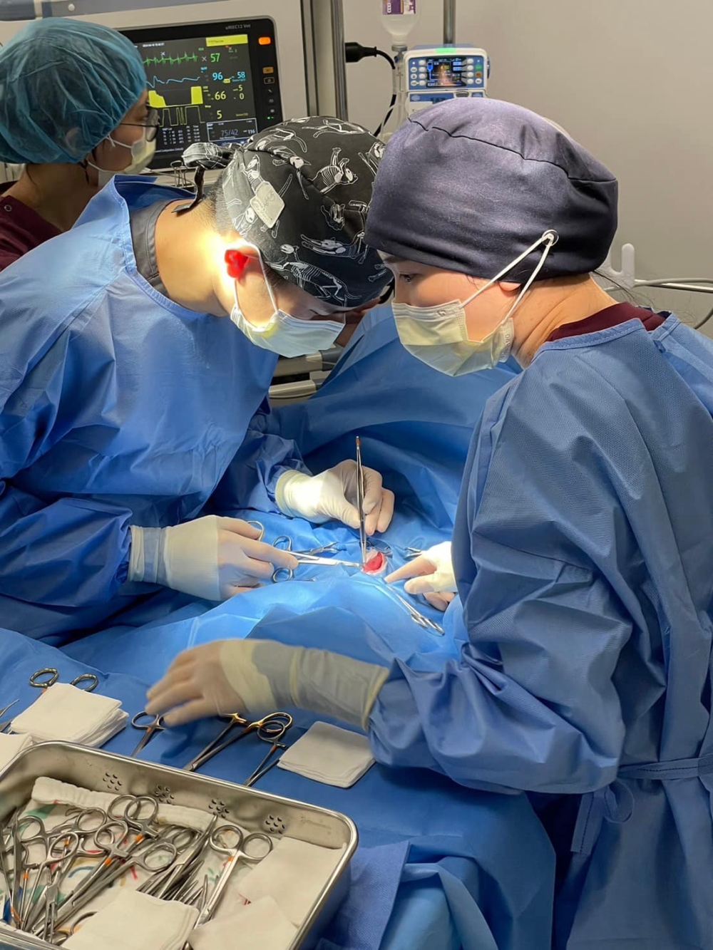 青谷動物醫院。