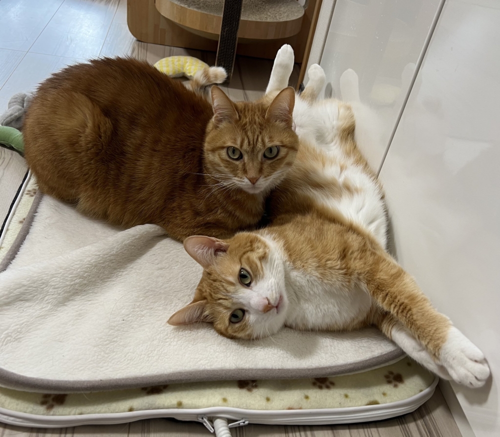 貓貓看起來超不滿！