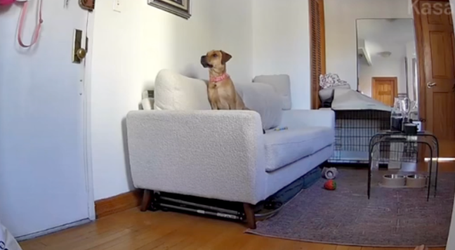 小豆的反差讓主人心疼。