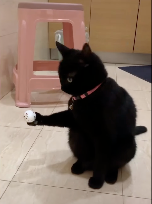 偷看奴才是否要解救牠。