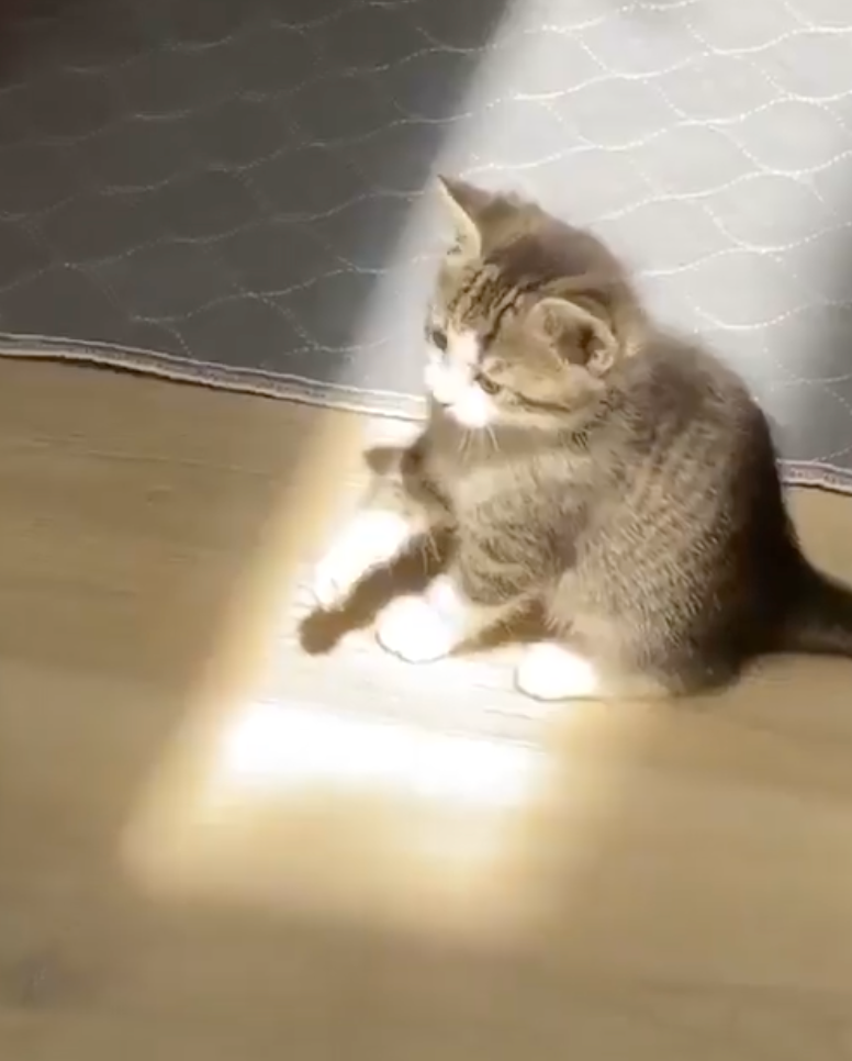 貓生第一次看見陽光~
