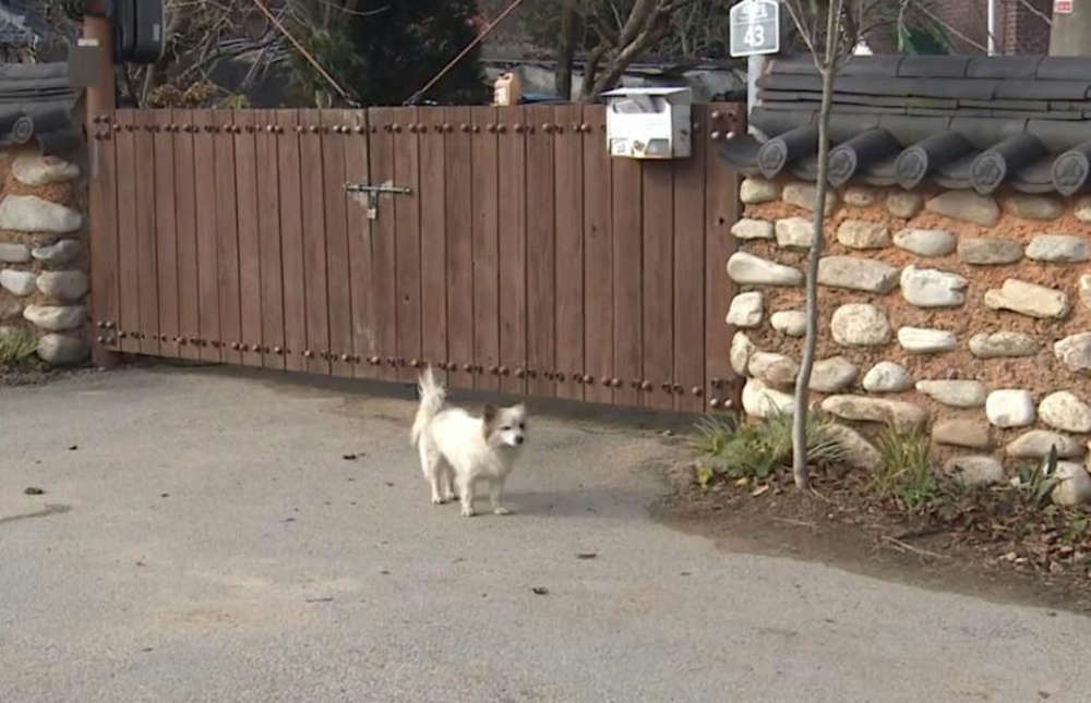 遇難者愛犬現在獨自待在家中，牠不知道主人已經遇難，每天在家門口凝望着馬路。