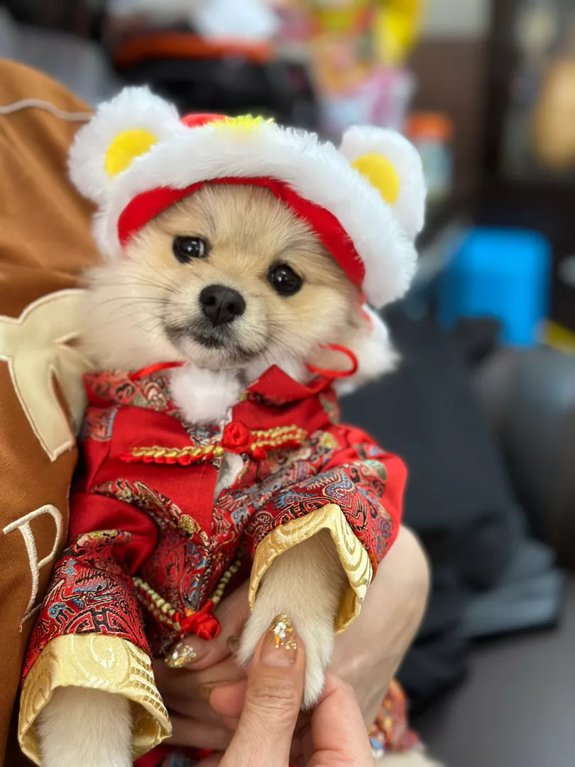 毛孩套上頭套後好可愛！