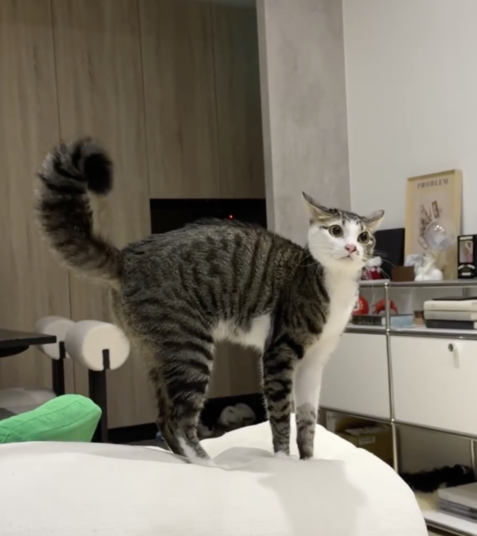 被指尾巴還會立起來像隻松鼠。