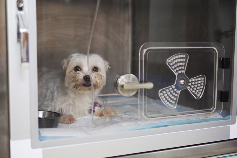 新年期間，最怕的就是寵物生病，要帶寵物看診卻找不到醫院。