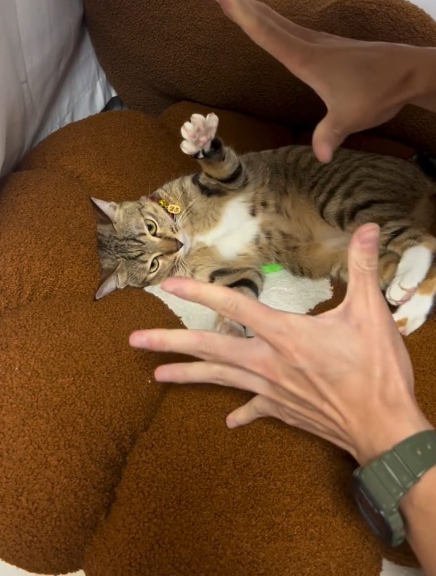 會玩猜枚的貓咪！