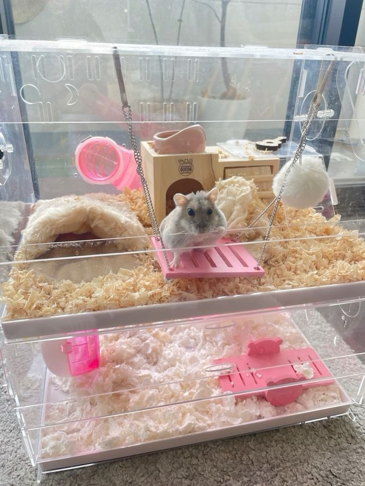 太小的籠子也會影響鼠鼠的精神狀況喔～