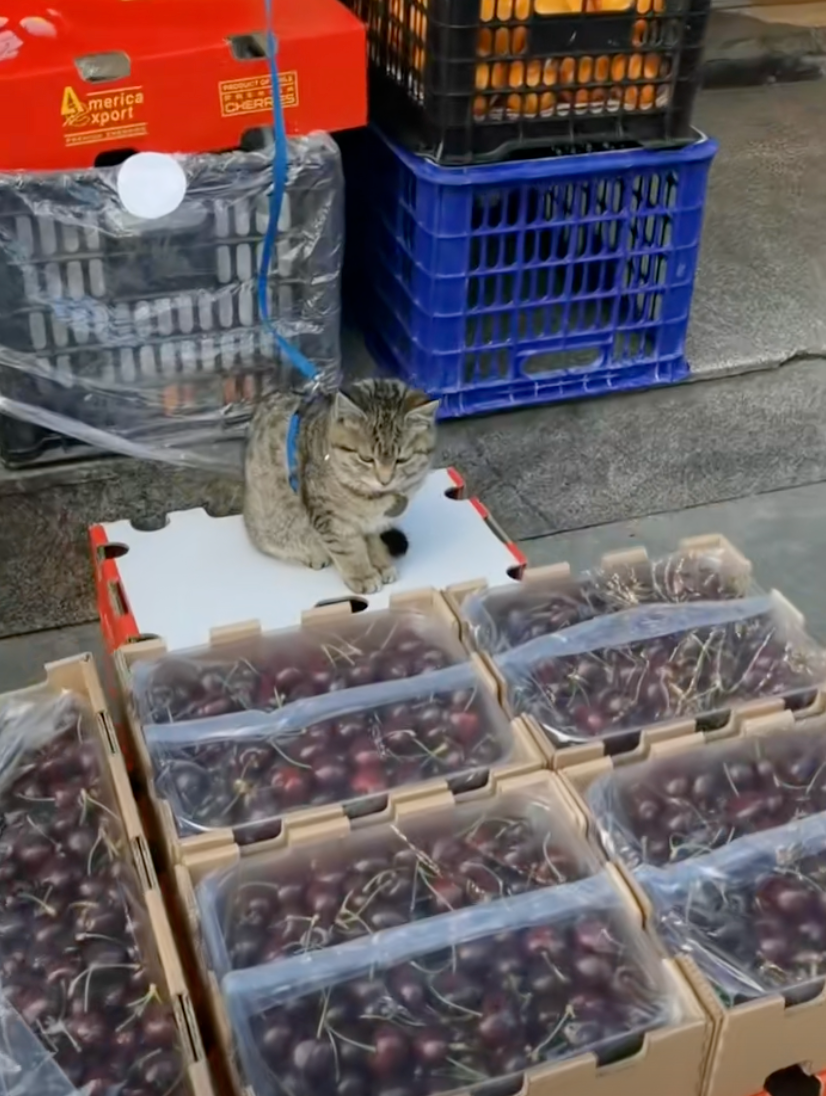 被收編後就上崗新職位啦～