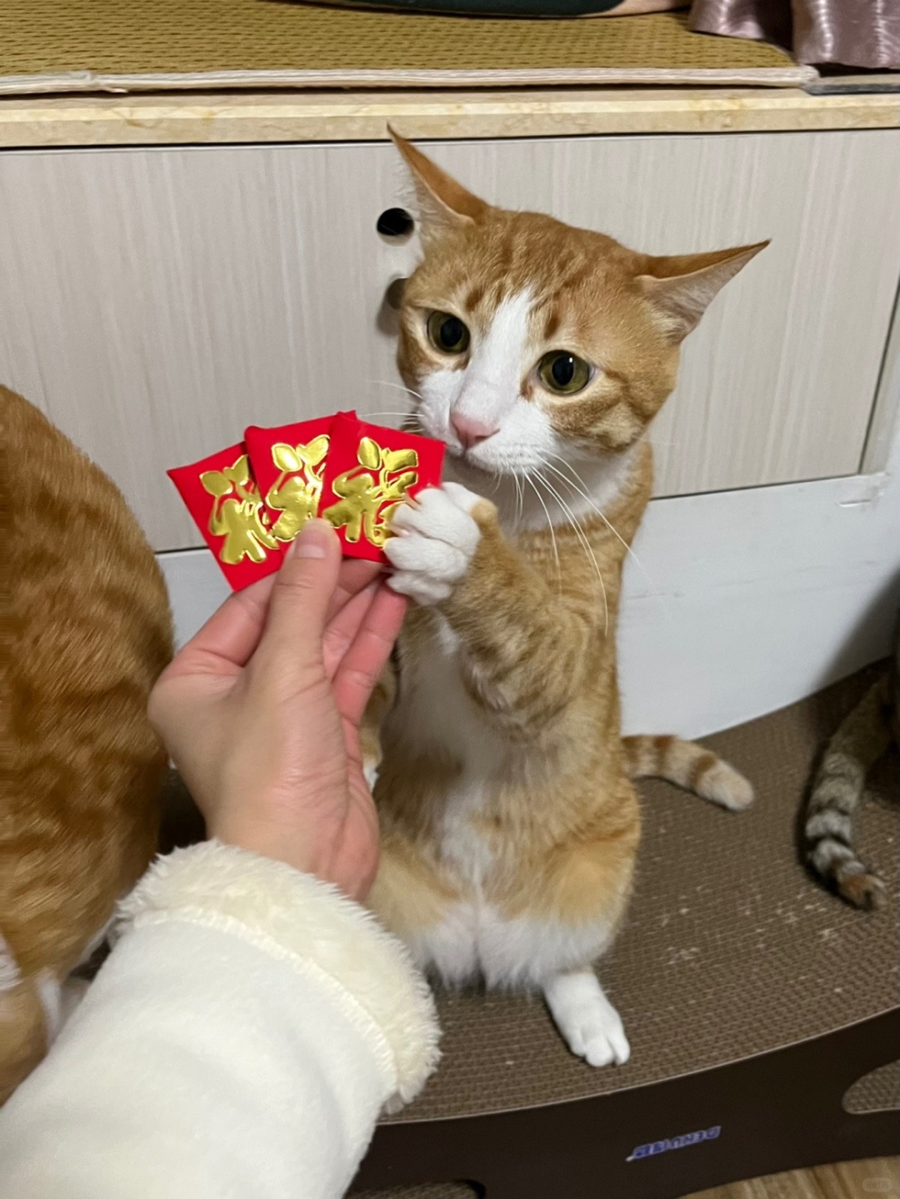 毛孩不能吃人類的年節食品喔!