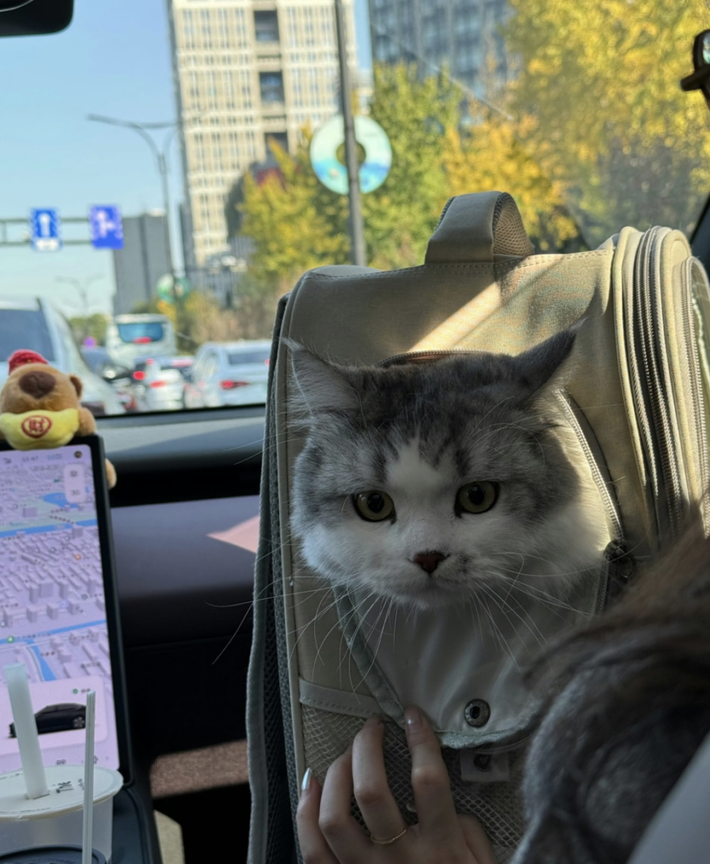 帶毛孩回家過年請先做好準備哦~