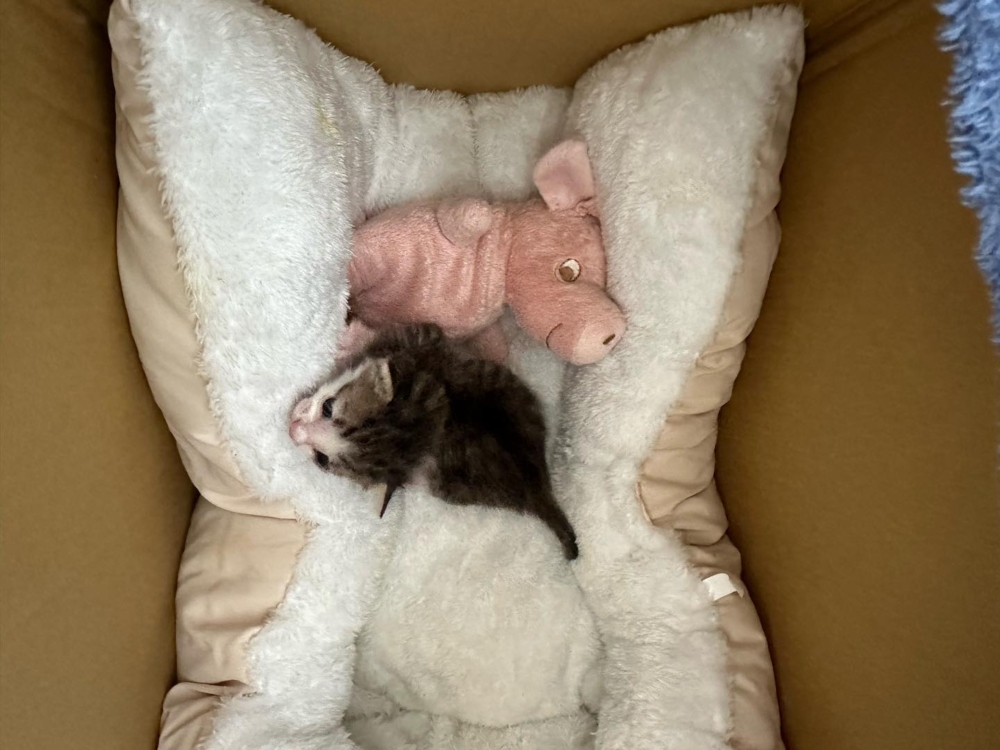 小時候飼主買給貓貓的小豬玩偶。