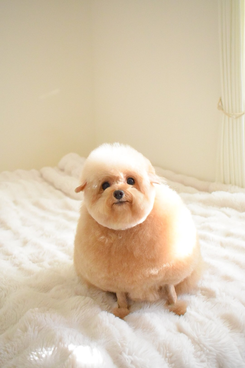 洗完澡後好像小綿羊。