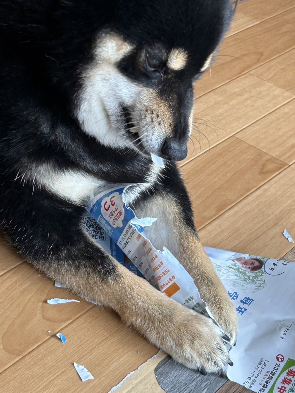 黎坤真的很喜歡咬紙製品。