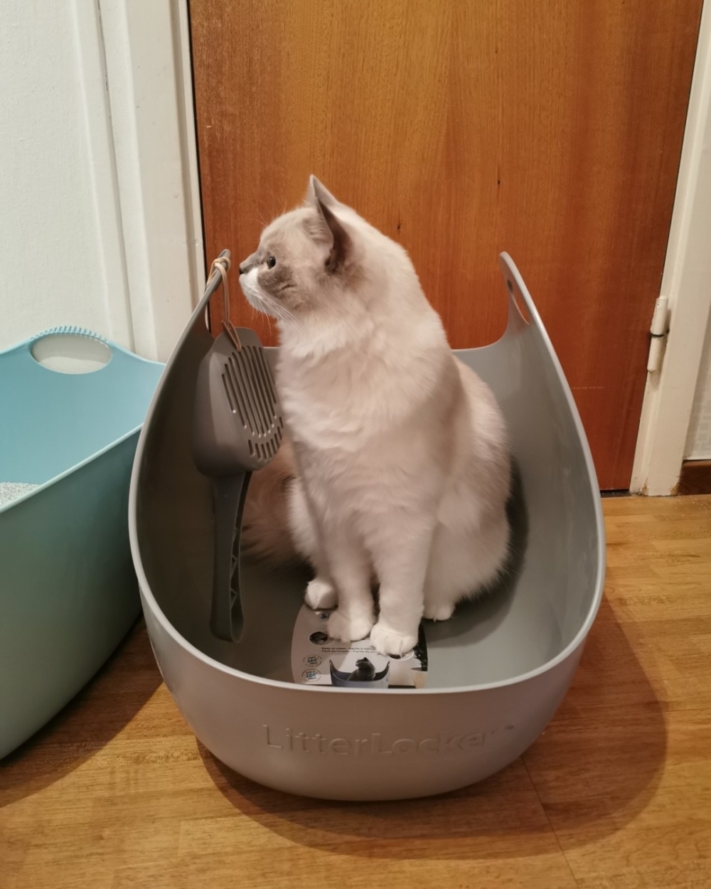 貓砂容易四處飛散。