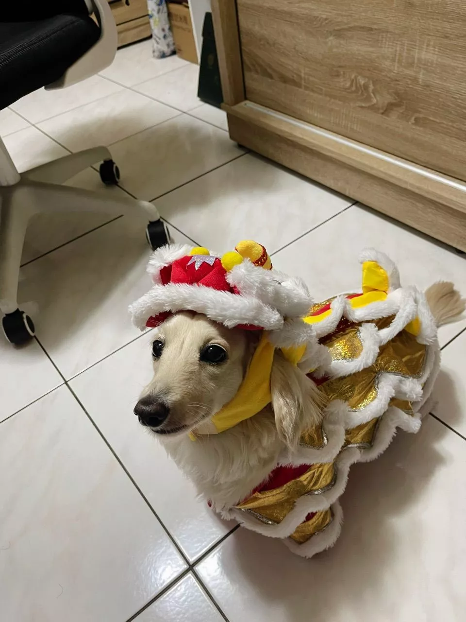 狗狗舞獅造型。