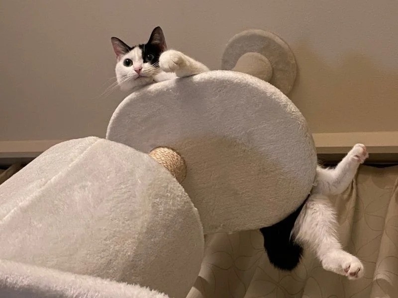 日本作家的愛貓正趴在貓跳台上居高臨下地看著她，她便測試貓咪想說什麼，結果顯示貓咪想找她吵架。