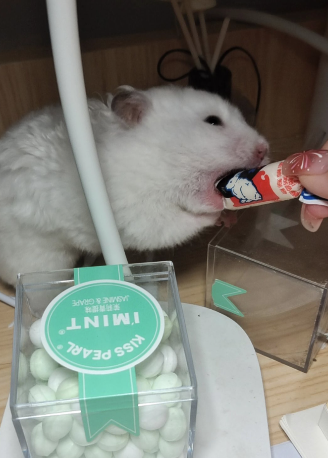 倉鼠不能吃人類加工食品~