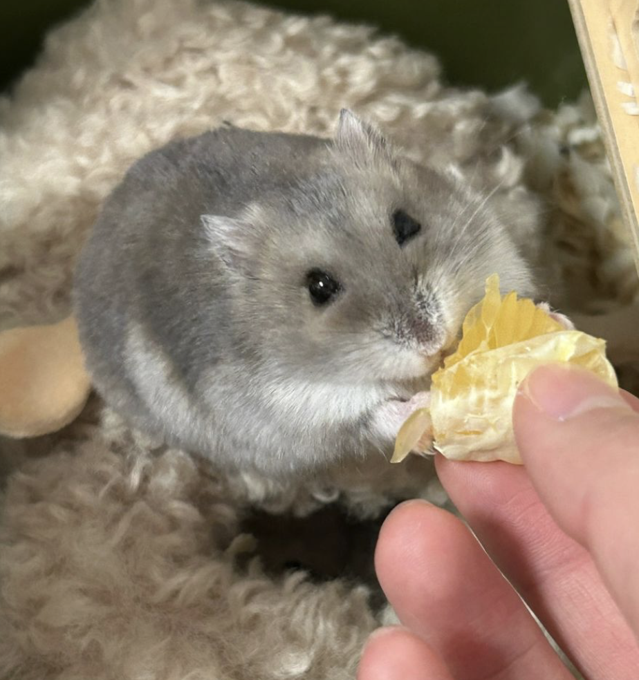 酸度較高的食物倉鼠胃腸道無法耐受。