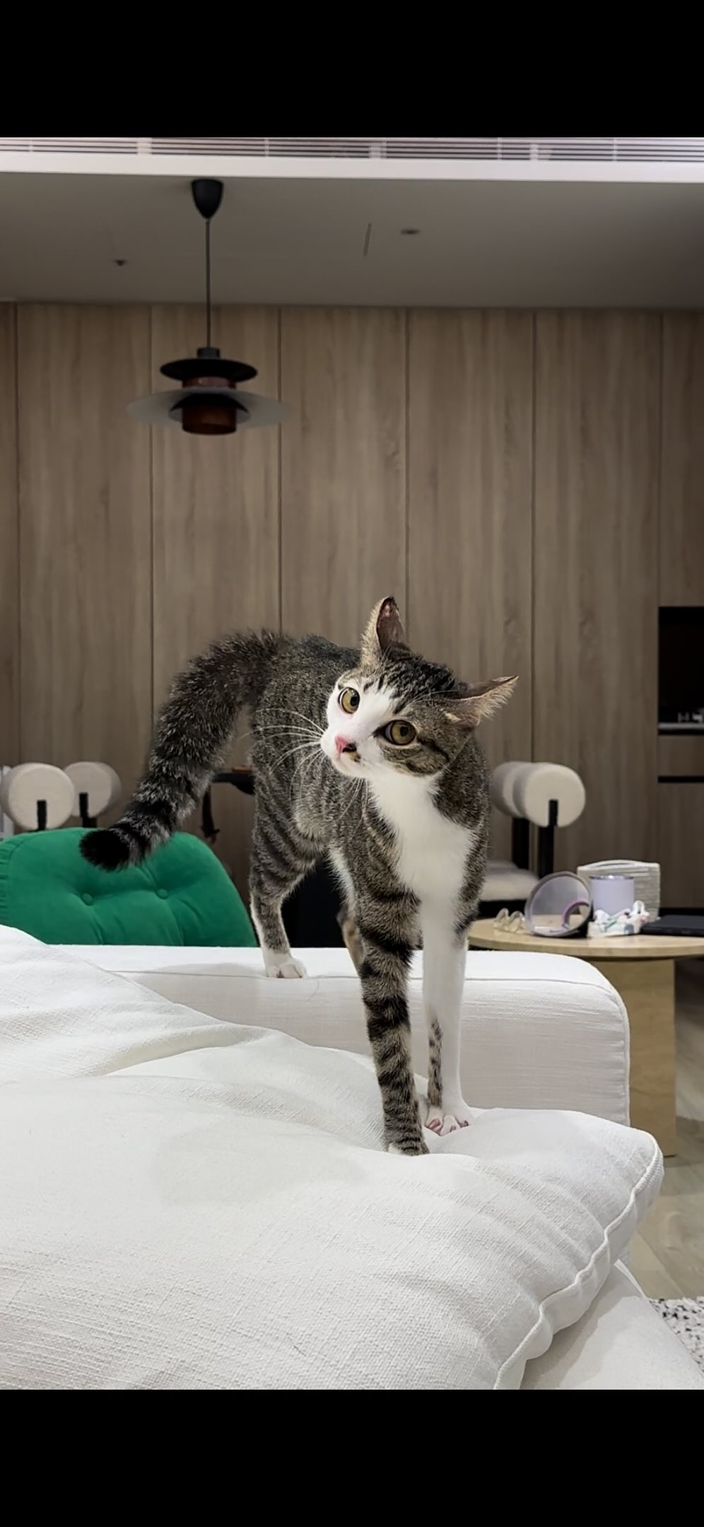 被指就炸毛的Pickle。