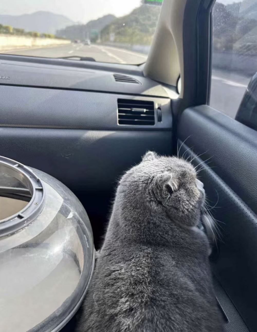 外出籠也可以方便帶毛孩上下車。