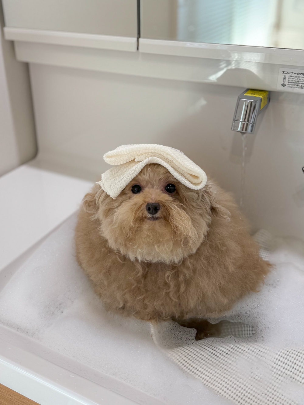 狗狗喜歡泡熱水澡～