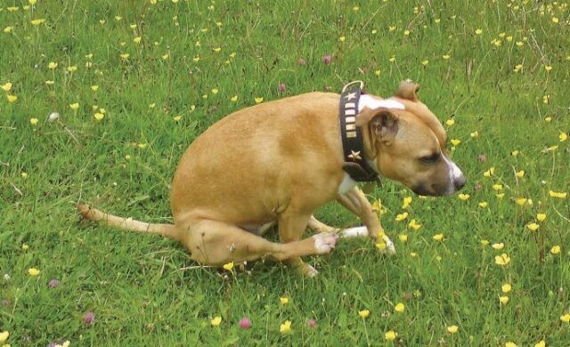 不要忘記幫狗狗洗澡時清理肛門腺喔～