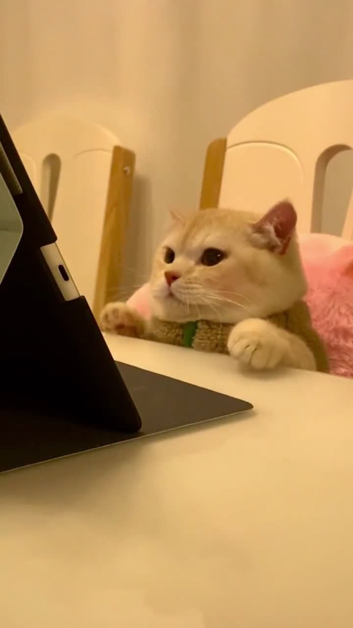 讓毛孩先適應煙花的聲音。