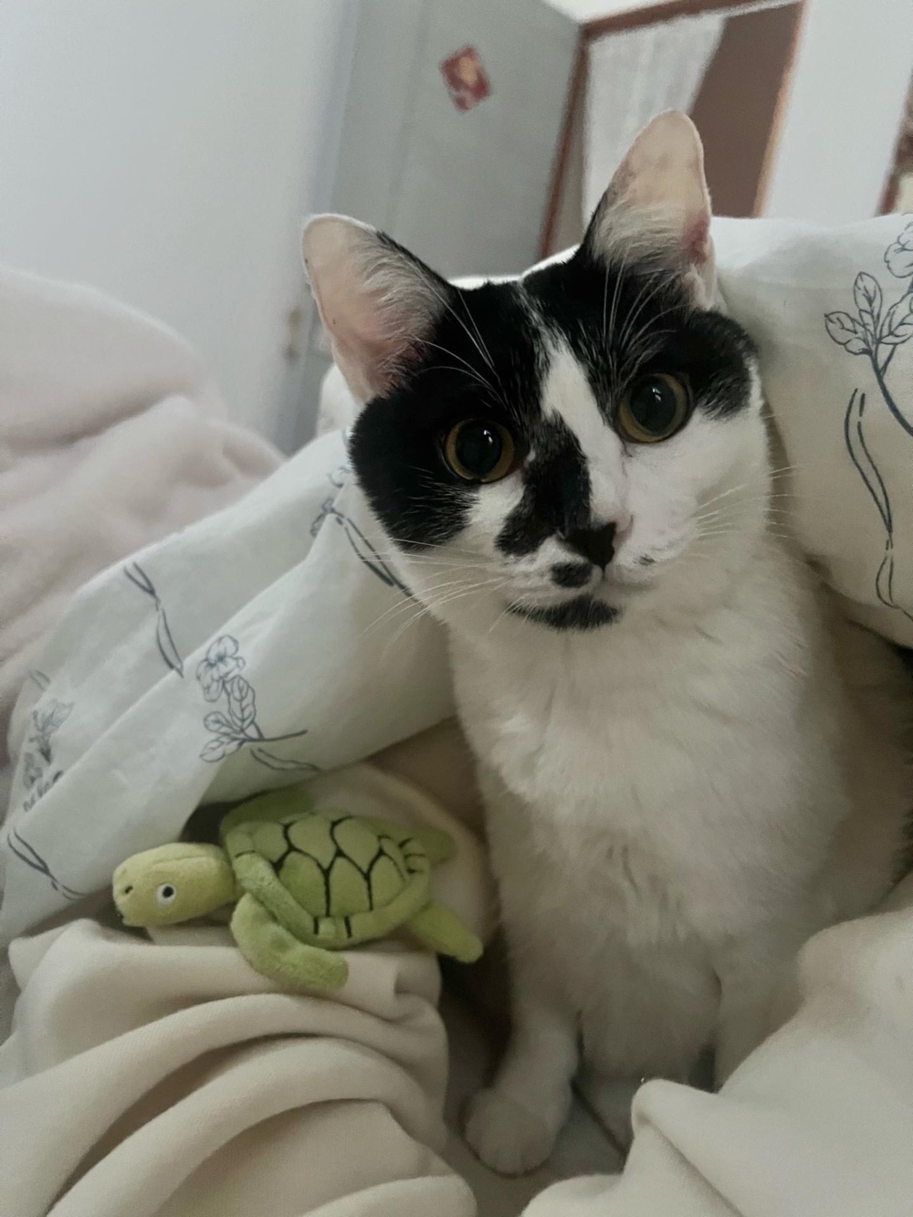 強強帶著「烏龜」布偶等待飼主起床。