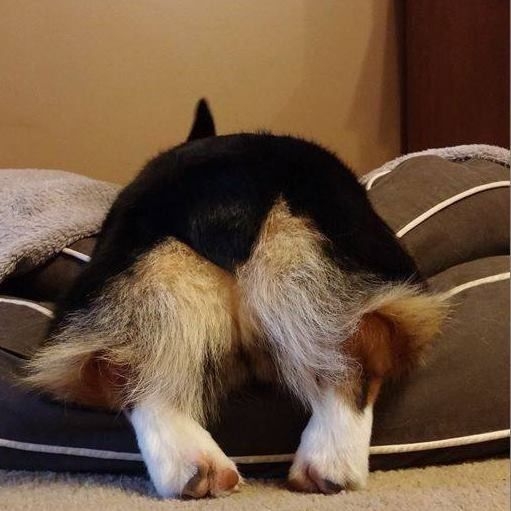 正常情況下肛門腺液會在狗狗排便時自然排出。