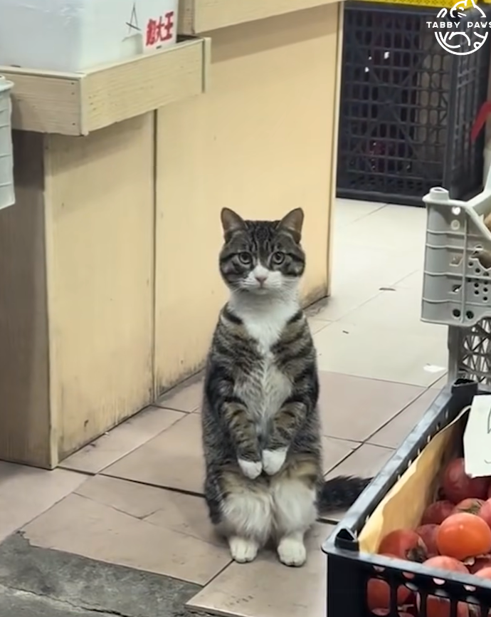 貓咪有在認真看店啦！