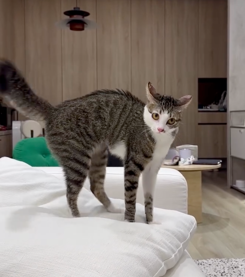 生氣還會歪頭怒瞪飼主。