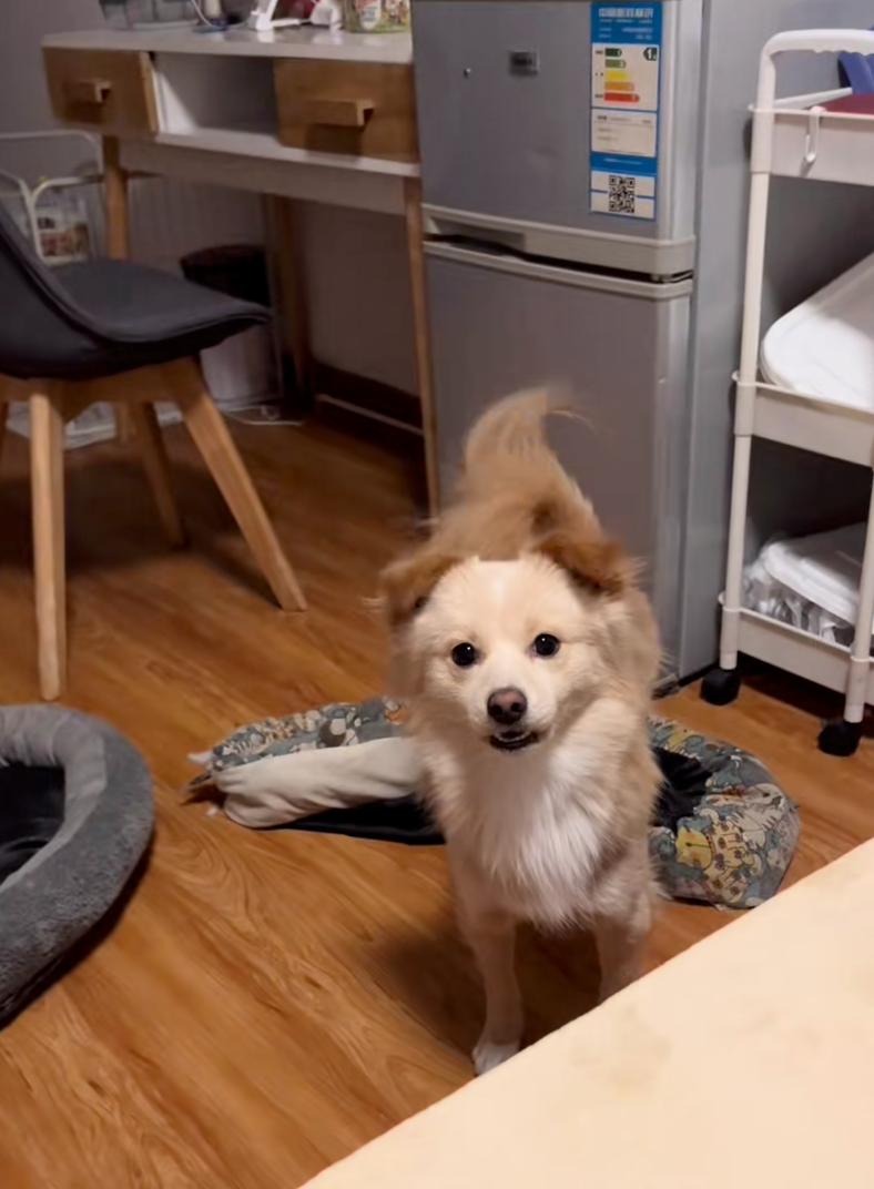 狗狗氣得後退幾步。