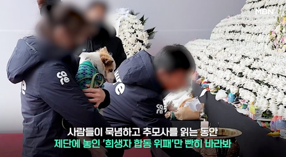 布丁默默凝望飼主一家的牌位。