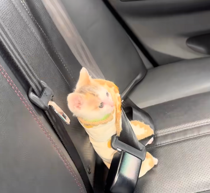 貓咪就這樣乖乖的坐著。