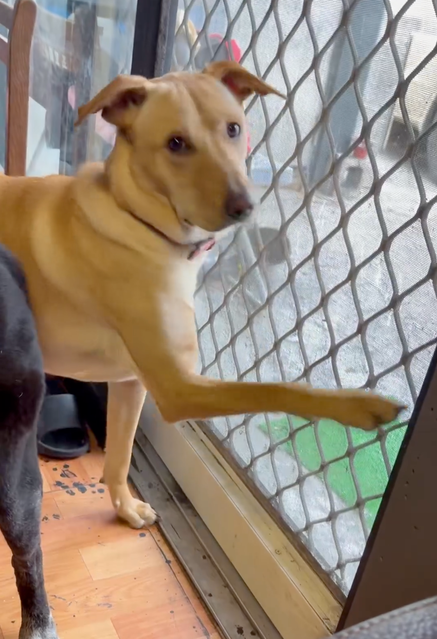 烤肉飯彷彿在說：「媽媽為什麼門開不到了？」