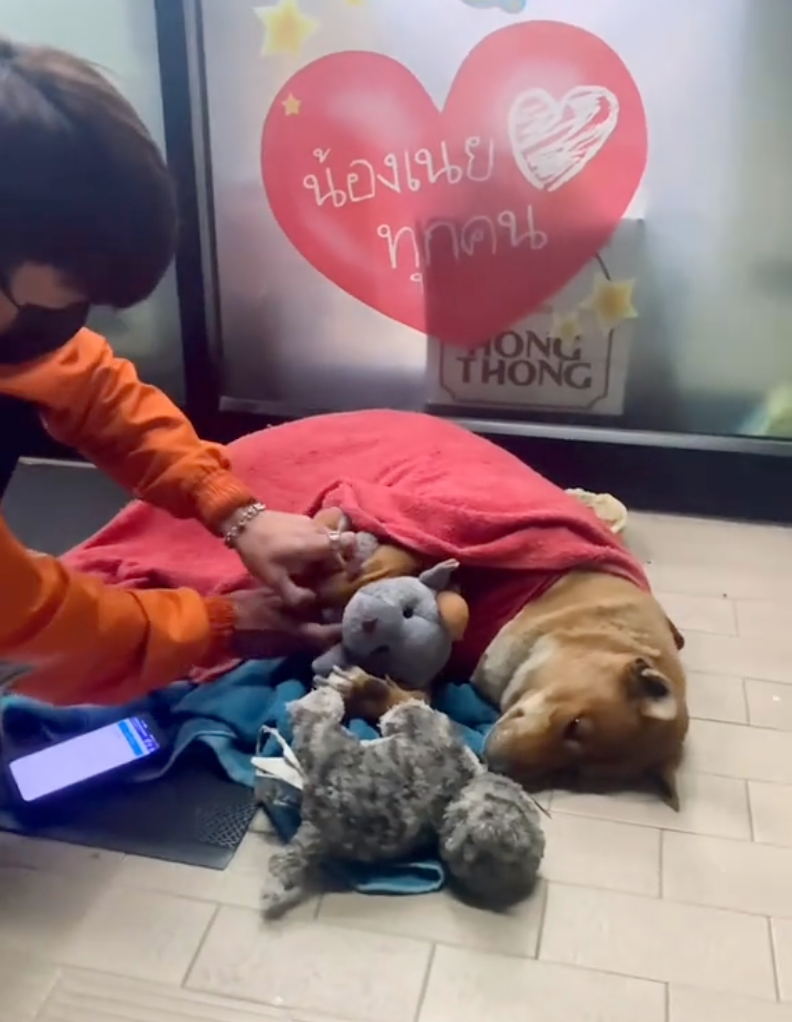 店員和居民為狗狗提供毛毯和玩具。