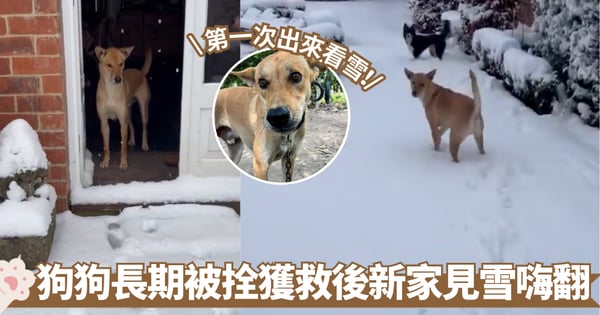 泰國小黃狗長期被拴小屋 獲救後英國新家首次見雪嗨翻 網友:希望牠以後都幸福【有片】