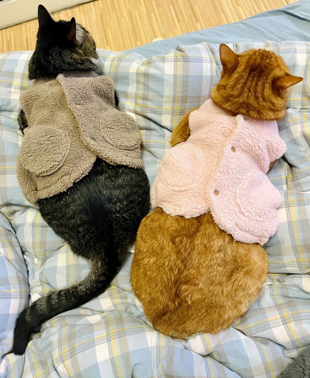 家裏的每隻毛孩都得穿上～