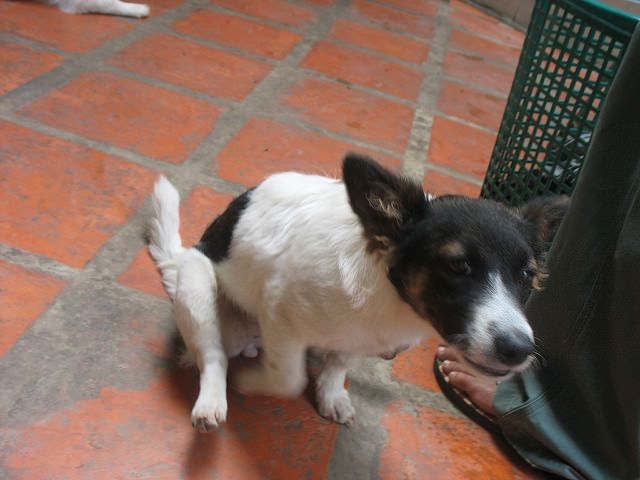 狗狗會摩擦地板來緩解不適。