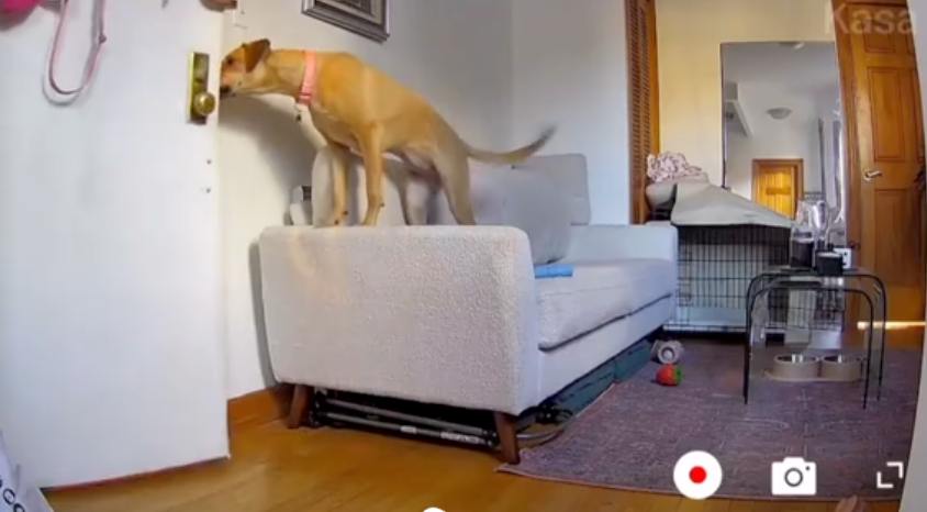 主人回來後小豆又馬上搖尾巴迎接主人啦～