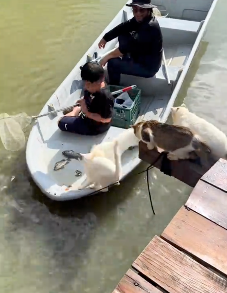 貓咪忍不住要吃魚了啦~。