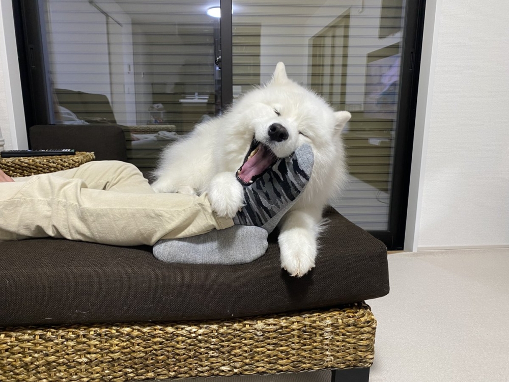 看來小哈庫真的很喜歡襪子欸～