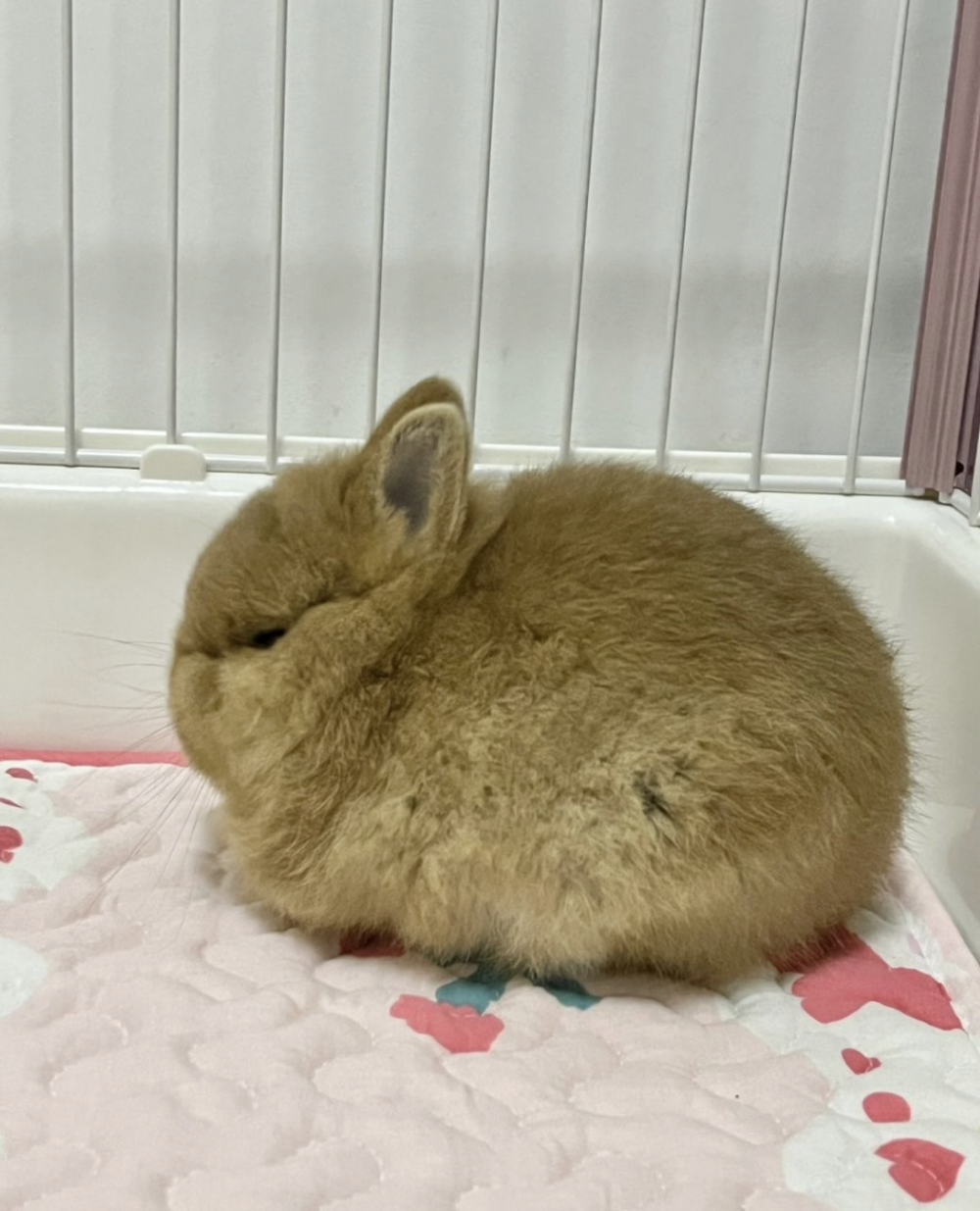 看到兔子精神狀況不對需趕快就醫喔～