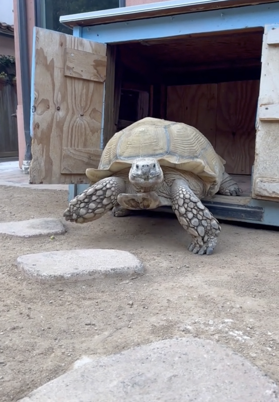 79公斤的Tiptoe。